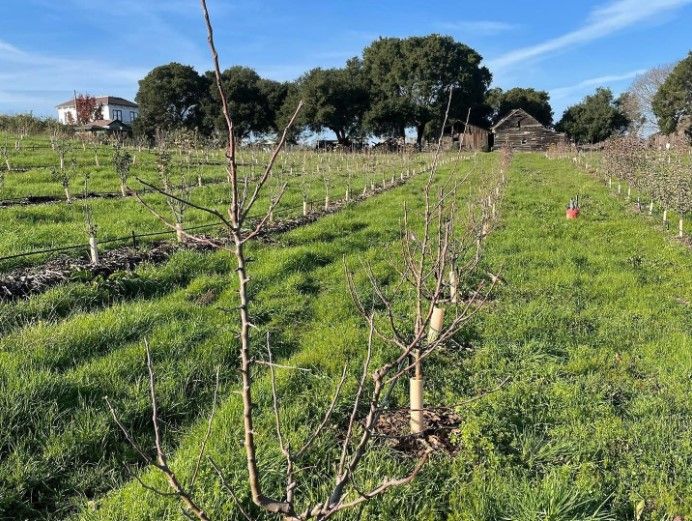 A large field in spring planted with small dormant apple trees.