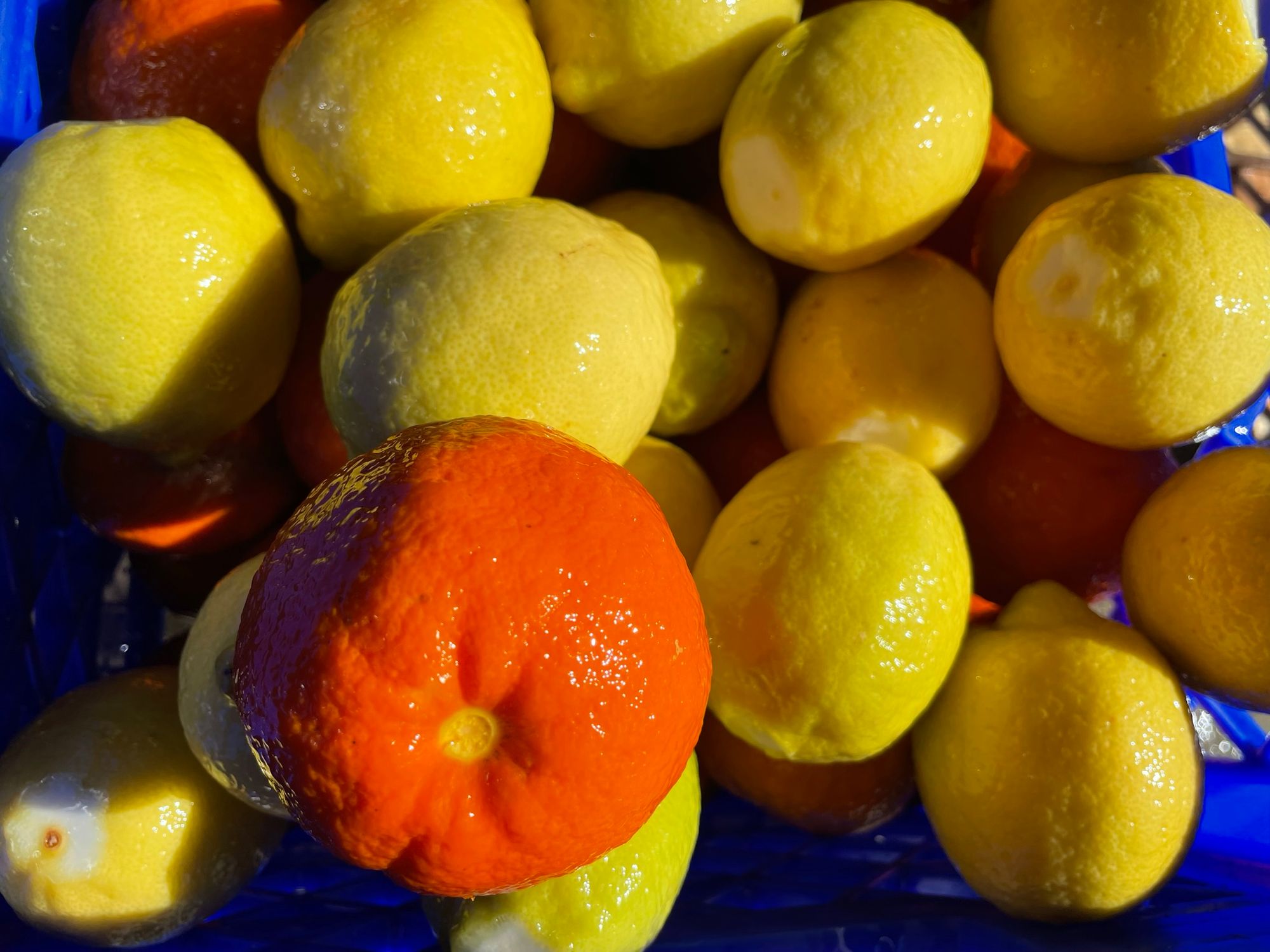Glossy fresh lemons and oranges are piled on a blue plastic crate.