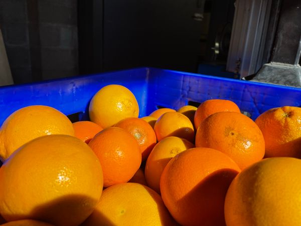 Shiny, fresh Seville oranges in a blue plastic crate.