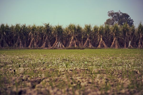 Image of a sugar cane field with blue sky in the background.