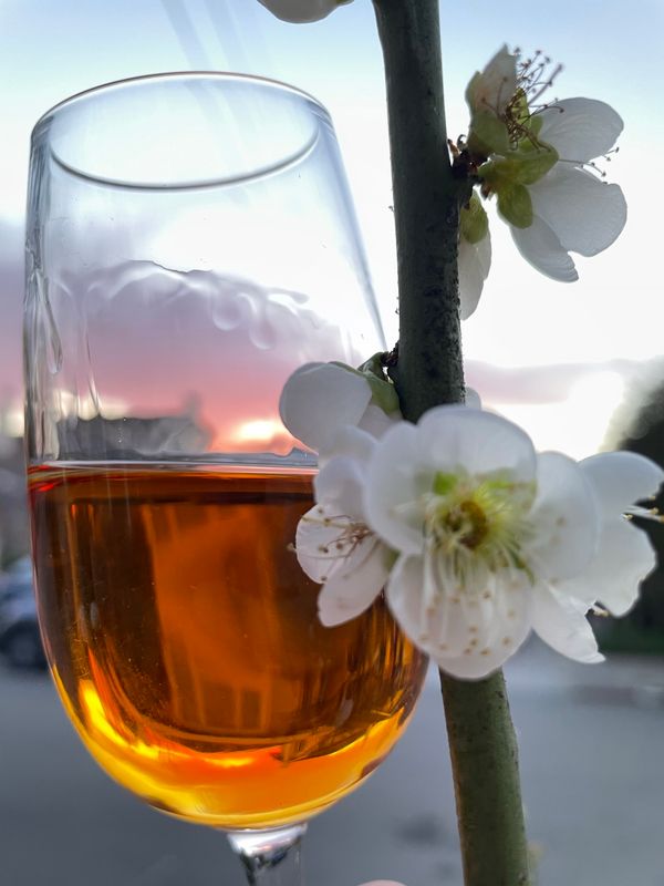 A closeup photo of a glass of Pekut & Carwick Prunus Mume liqueur next to a white blossom and a sunset.