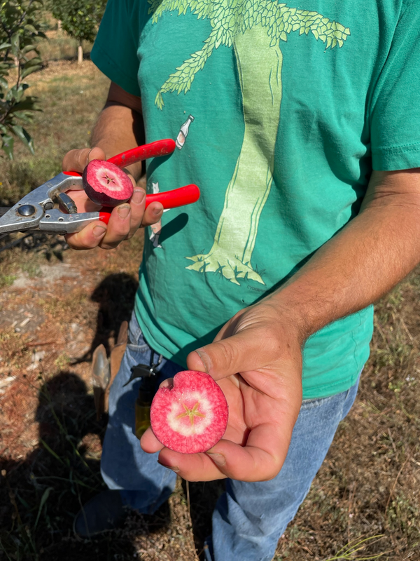 Partial view of a person holding the two halves of a red-fleshed apple and pruning shears.